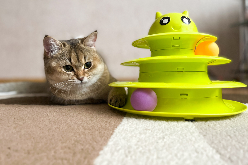 Endless Fun Through Play